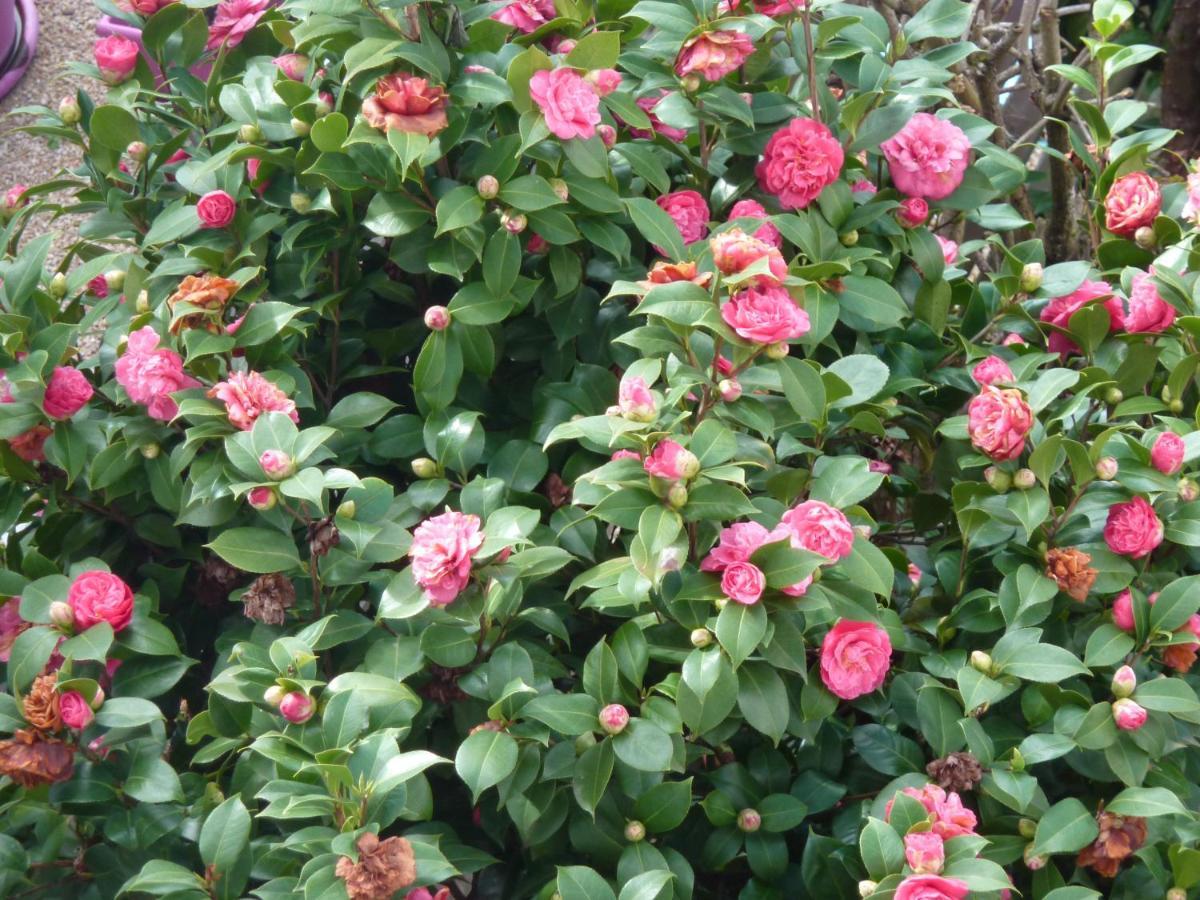 Les Camelias Acomodação com café da manhã Mazamet Exterior foto